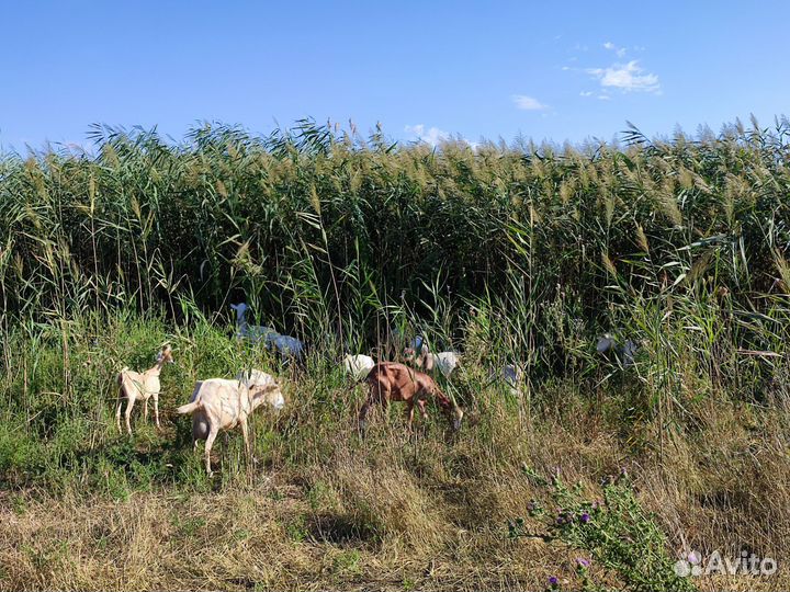 Козел, козлята