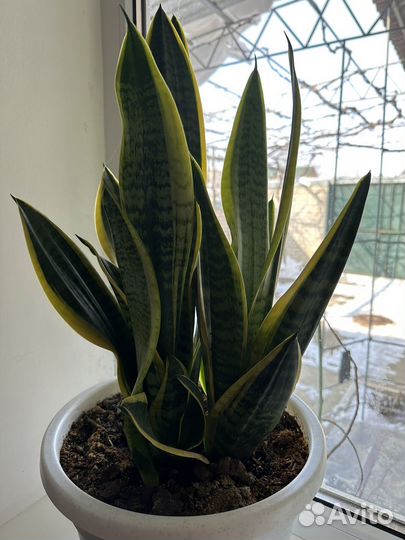 Сансевиерия