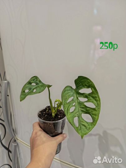 Монстера манки