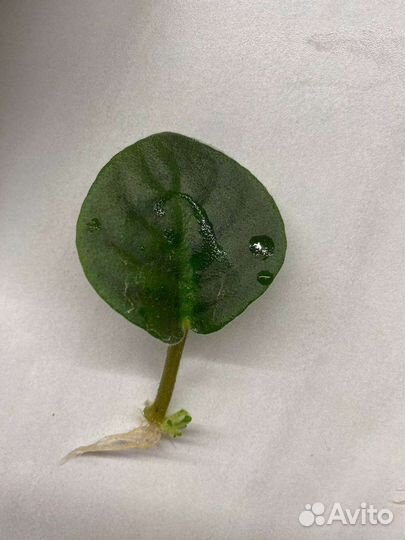 Цветочки. Сансевиерия,Фиалки,Бальзамин