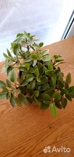 Комнатные растения цветы