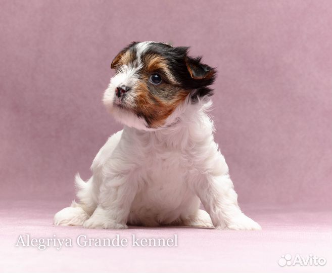 Две роскошные стандартные девочки бивера