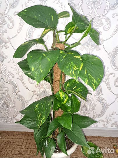 Сциндапсус