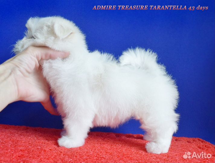 Девочка мальтезе