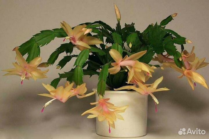 Шлюмбергера белый, розовый, красный, жёлтый