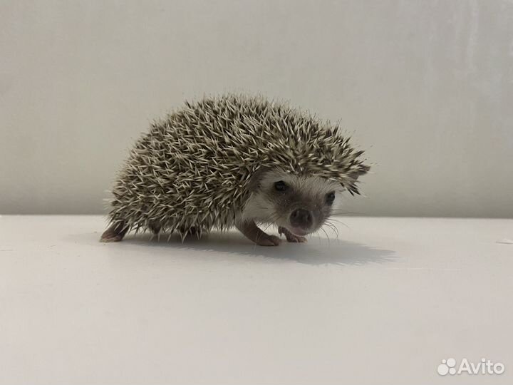 Африканский ежик