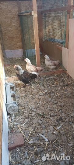 Куры фавероль