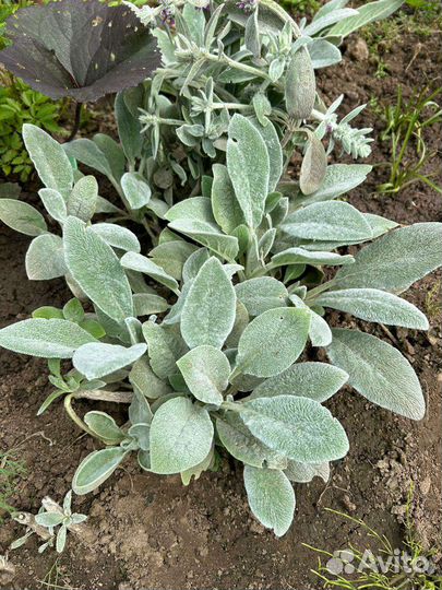 Многолетники