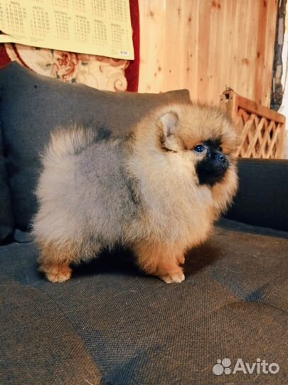 Супер мишки