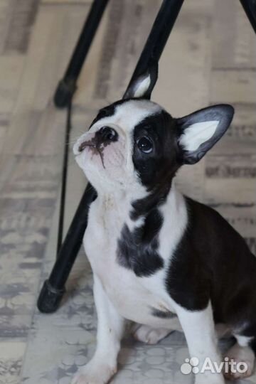 Щенки бостон-терьера