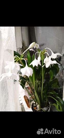 Эухарис амазонская лилия