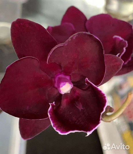 Орхидея фаленопсис