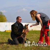 Дрессировка собак