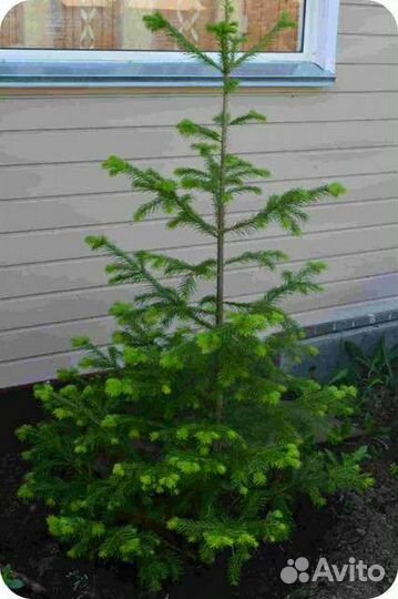 Пихта-сибирская