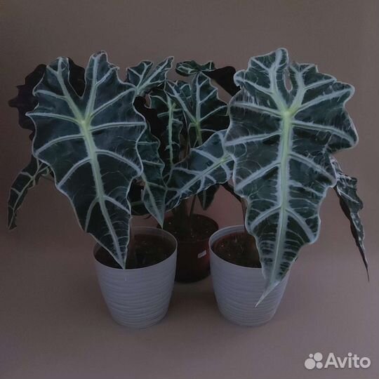 Алоказия Комнатные растения Тюмень