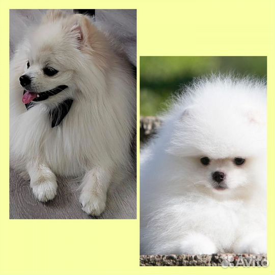 Немецкий шпиц вязка