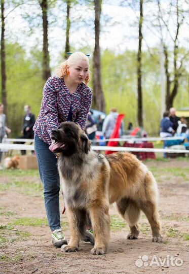 Дрессировка, выгул, передержка, услуги хендлера