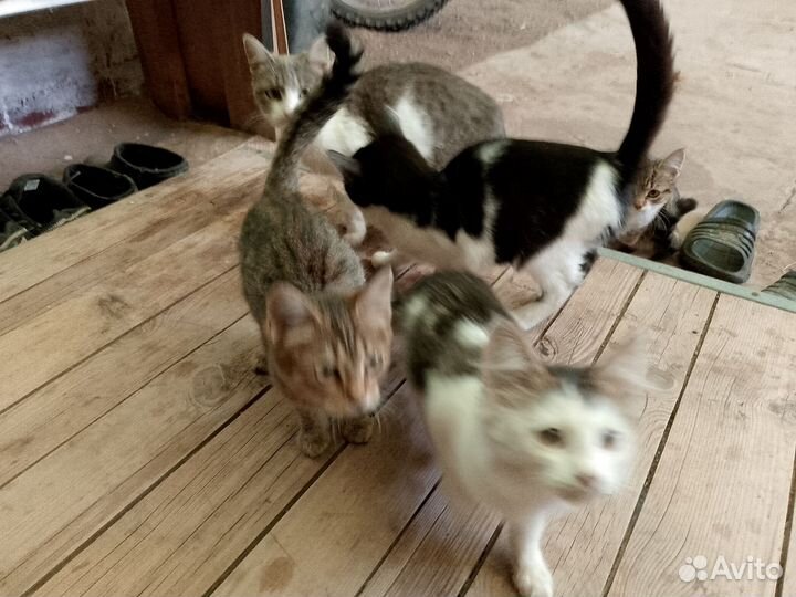 Котятки найденные