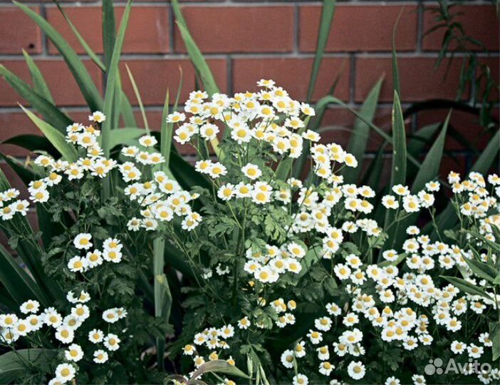 Пиретрум девичий