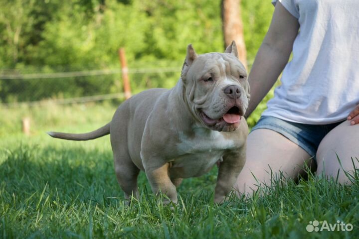 Американский булли покет щенки