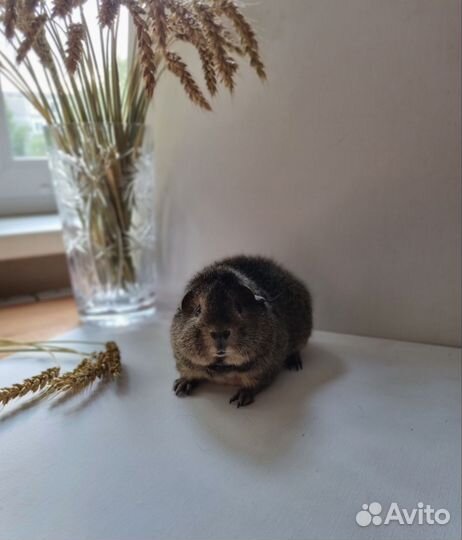 Морская свинка американский тедди