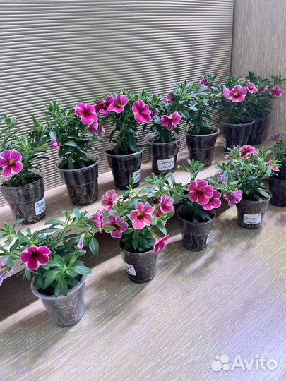 Рассада калибрахоа