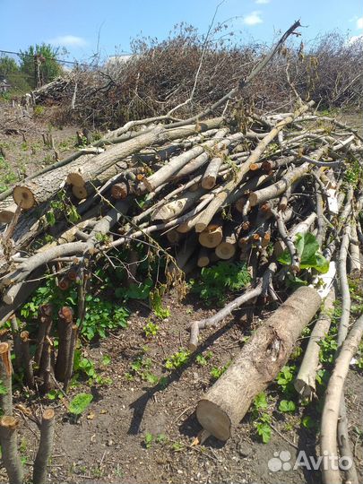 Спиленные деревья