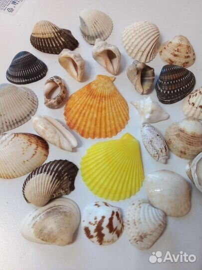 Ракушки для аквариума