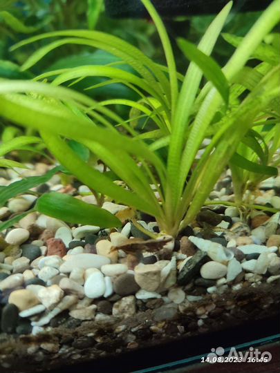 Креветки микс