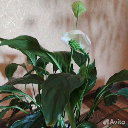Спатифиллум