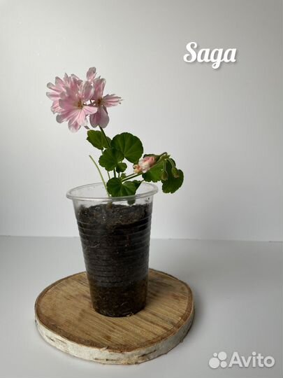 Пеларгония герань Saga