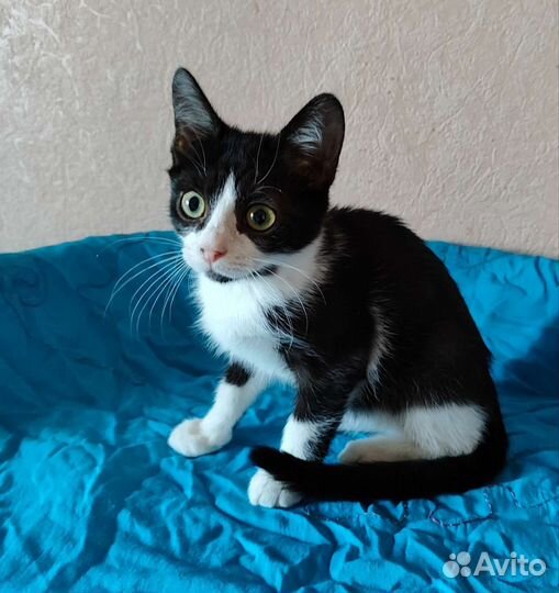 Бьёрн счастливчик