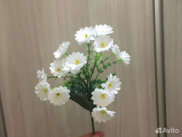 Бордюрные цветы