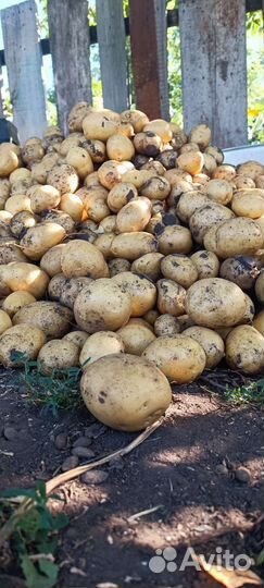 Продам картофель