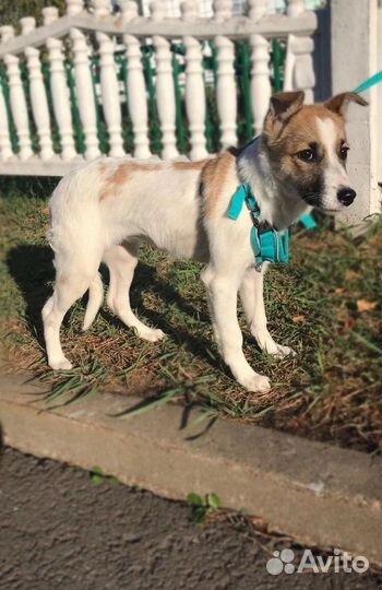 Маленькая собачка