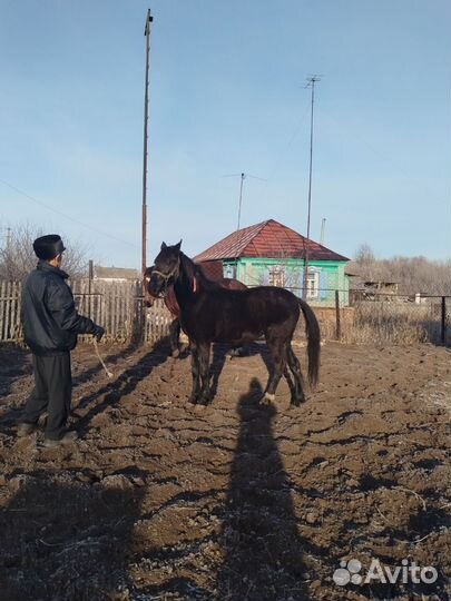 Лошадь