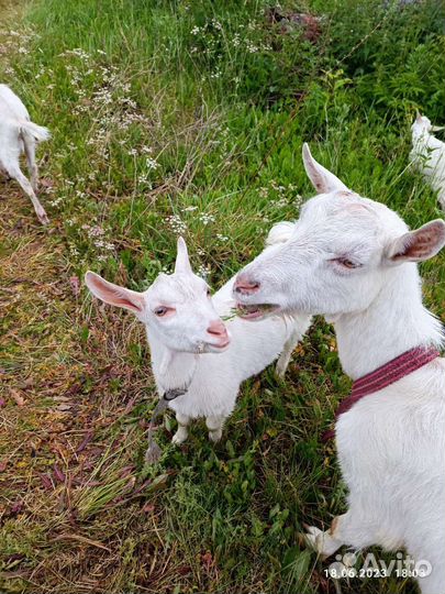 Зааненская коза