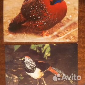 Красивые открытки и картинки на Международный день птиц 1 апреля
