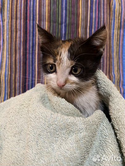 Котята