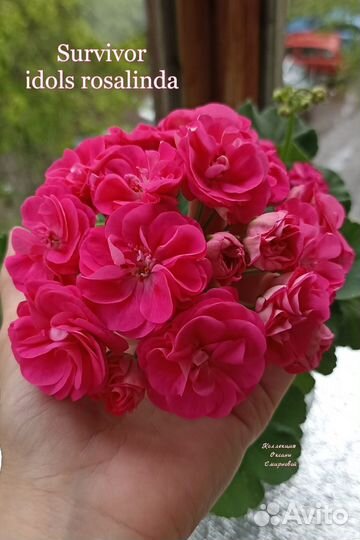 Пеларгония сортовая