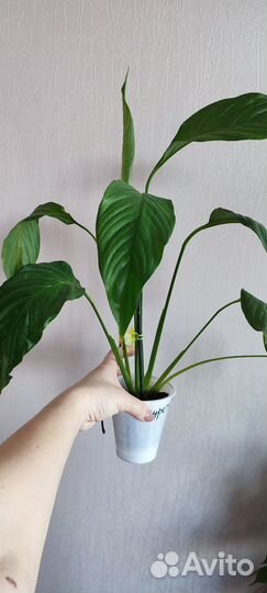 Спатифиллум Свит Лауретта