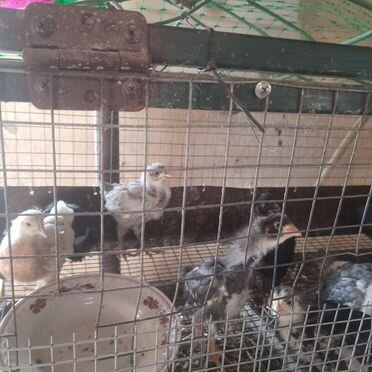 Куры цыплята