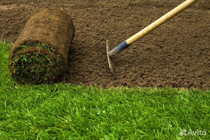 Рулонный газон производство,доставка,укладка