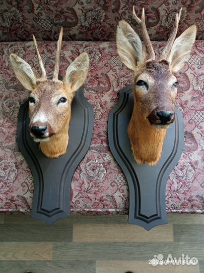 Чучела косуль