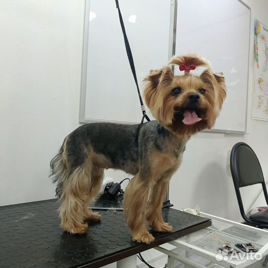 Груминг собак