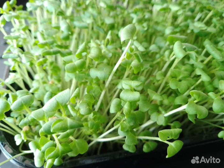 Горчица (микрозелень)