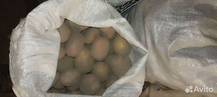 Продам картофель