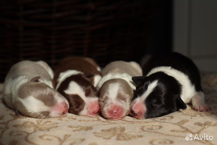 Бордер колли