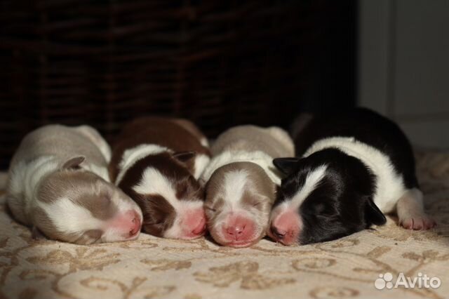 Бордер колли