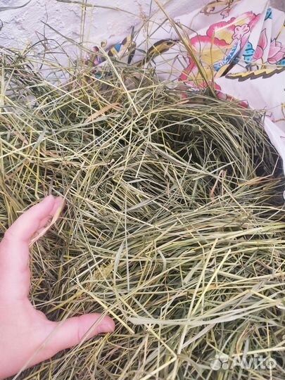 Сено для домашних животных